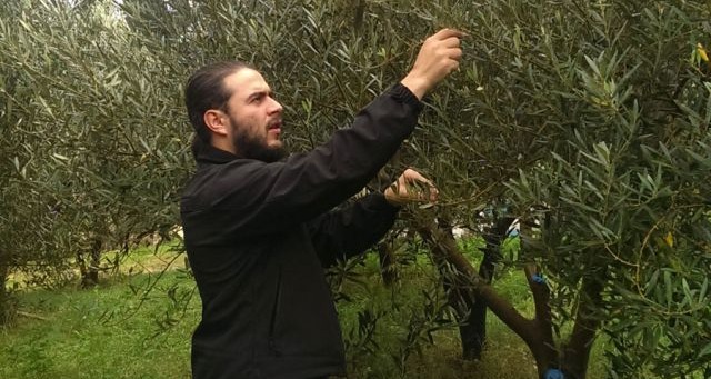 U Tvrdošu proizveli prvo maslinovo ulje u RS