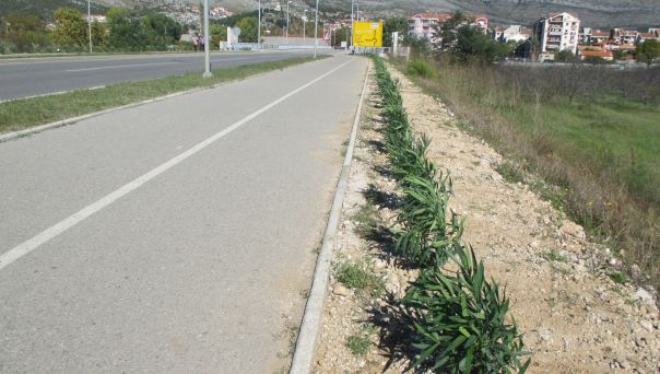 130 oleandera krase južnu obilaznicu
