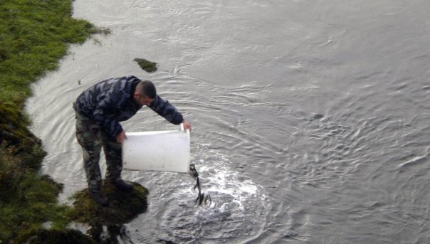 Vode poribljene kalifornijskom pastrmkom