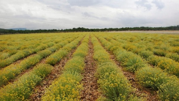 U Hercegovini niču plantaže smilja