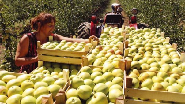 Rusija traži pojašnjenje od BiH: Objasnite odakle vam 100 puta više jabuka