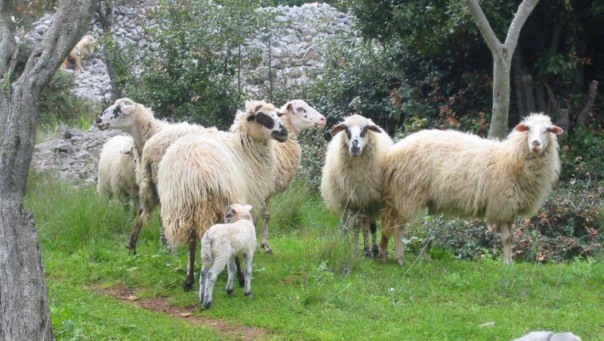 Nema mjesta panici - oboljele ovce od „plavog jezika“ u boljem stanju