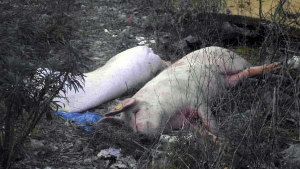 Savjesni sugrađanin upozorava na odbačeni leš svinje