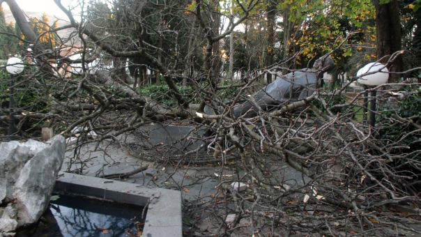 Drvo srušilo Dučićev spomenik
