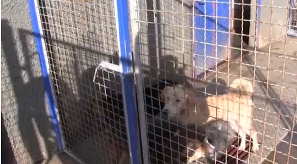 Trebinjski azil za pse uspješno udomljava pse lutalice