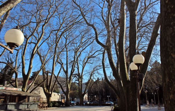 Nadležni pred nerješivom dilemom: Sedam platana oboljelo od truleži