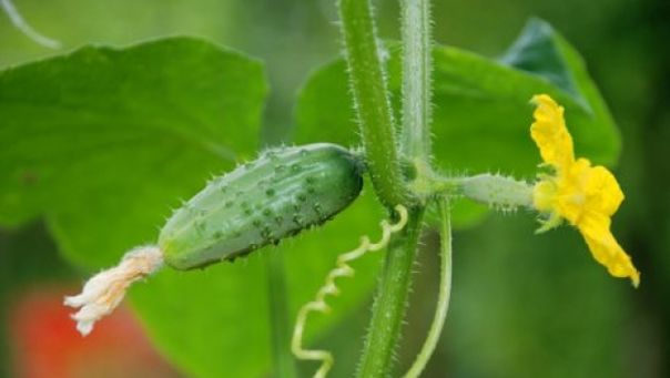 Njemci ponudili dobre uslove za uzgoj krastavaca