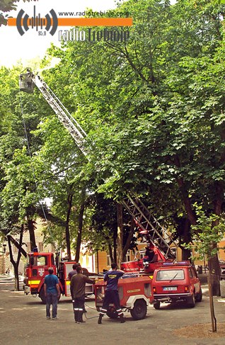 Hemijska zaštita platana