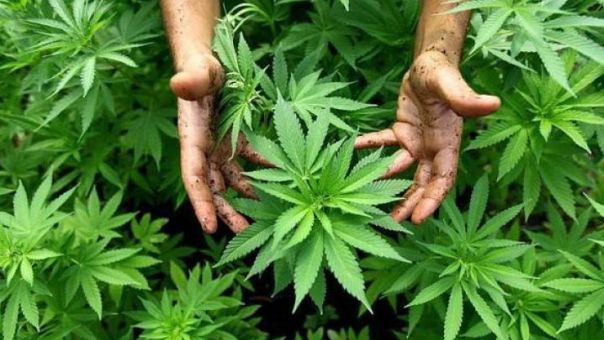 У Невесињу откривен засад индијске конопље