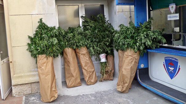 Ухапшени због индијске конопље