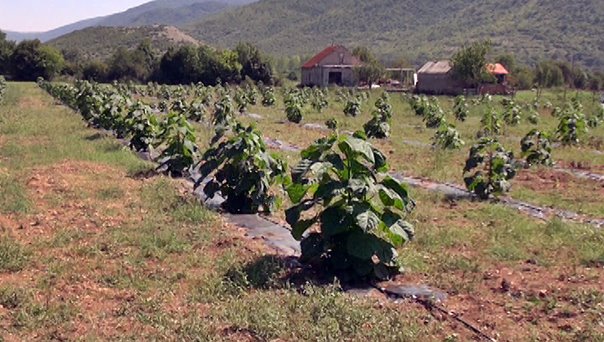 Дрво будућности засађено у Херцеговини