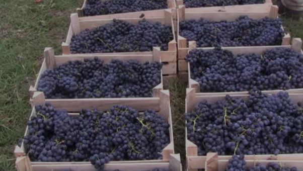 Попово поље: У јеку берба грожђа и јабука (ВИДЕО)