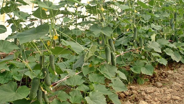 Узгој корнишона за њемачког купца: Пробна година успјешна