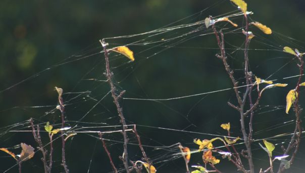 Мистериозна паучина у Невесињу