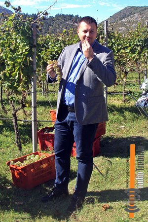 Берба у Царским виноградима