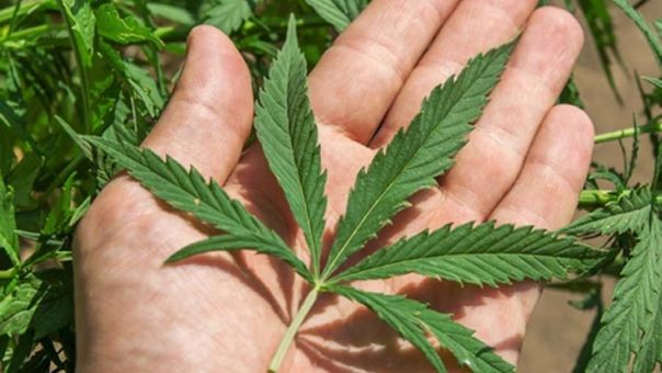 Ministarstvo zdravlja RS: Uvesti upotrebu kanabisa u medicinske svrhe