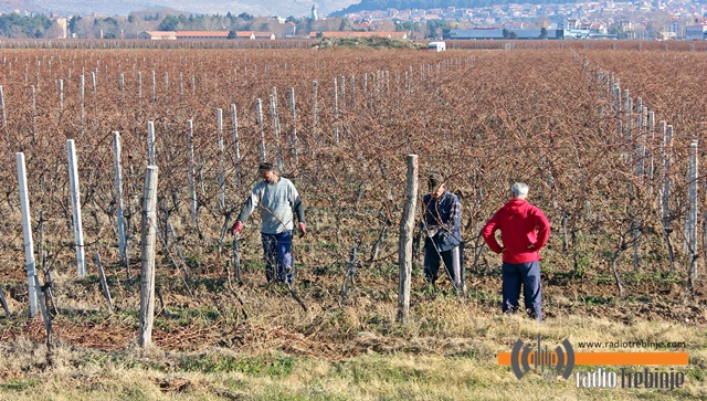 Зимско прољеће у виноградима: Резидба већ у пуном јеку