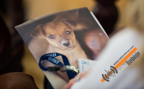 Требиње против паса луталица: Азил није рјешење, треба радити са људима