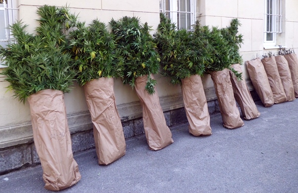 На Љубомиру откривена плантажа индијске конопље, код ухапшених - и наоружање