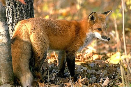 За одстријељену лисицу 40 КМ