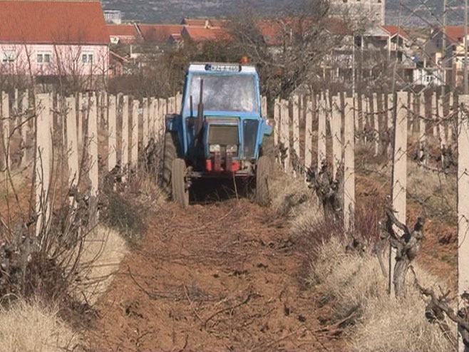 У паду број комерцијалних пољопривредних газдинстава