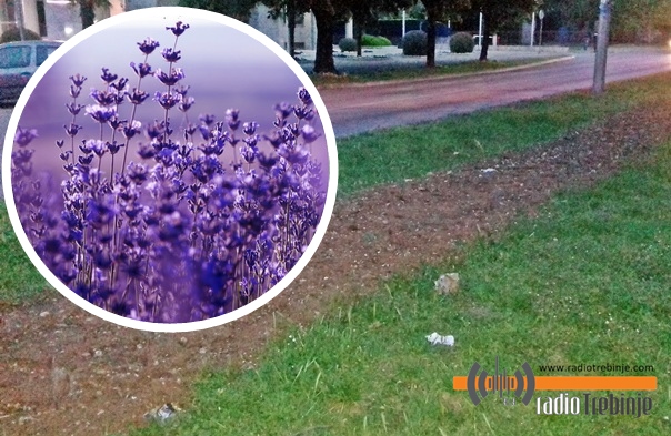 Умјесто сезонског цвијећа - лаванда, рузмарин и смиље