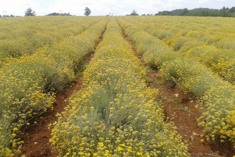 Niske cijene smilja mirišu na proteste