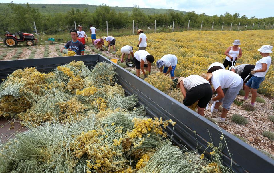 Za kilogram ulja od smilja 1.000 evra