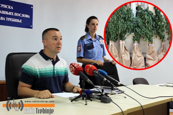 У Драчеву нађене стабљике индијске конопље