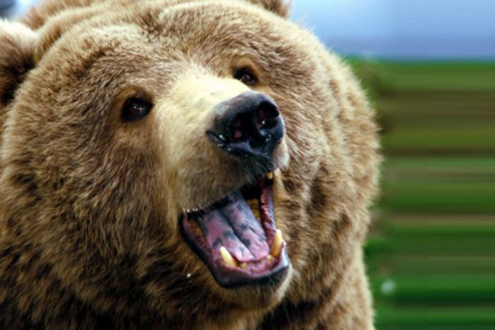 Медвјед уништио кошнице, пчелари га снимили