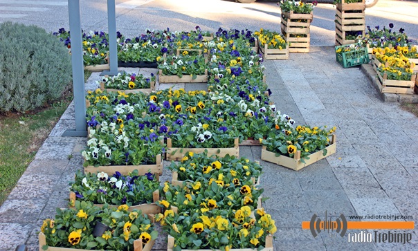 Из домаћих расадника: Десет хиљада садница цвијећа за љепше Требиње
