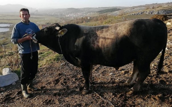 Љубав према биковима: Традиција породице Лучић из села Михољаче траје пола вијека