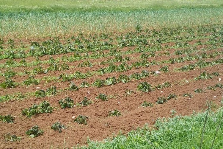 Ледена роса уништила воће и поврће у Љубињу