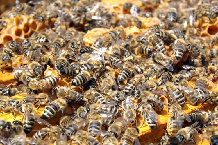 Zvanično - PČELE proglašene najvažnijim bićima na Zemlji, A IMA IH SVE MANJE