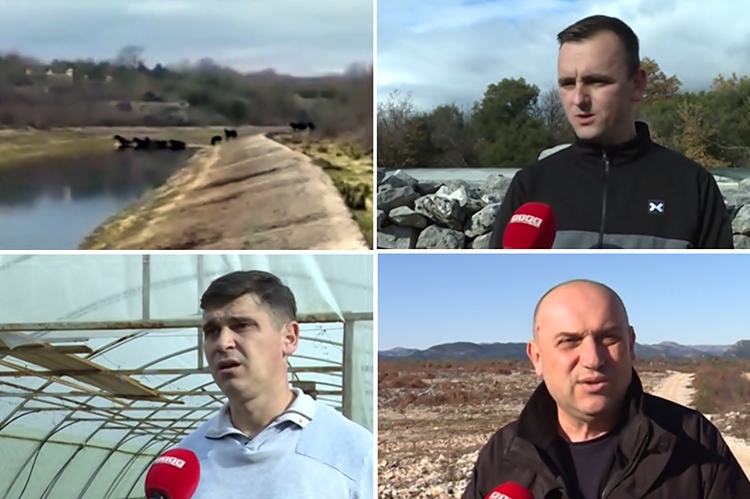 Дивљи коњи стварају проблеме Херцеговцима (ВИДЕО)