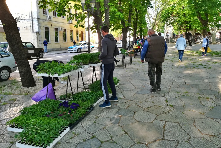 ПОЧЕЛА ДА РАДИ ПИЈАЦА, али само за расад домаћих произвођача