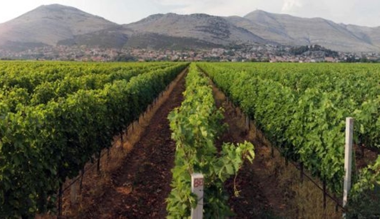 vinogradi-zasad.jpg (160 KB)