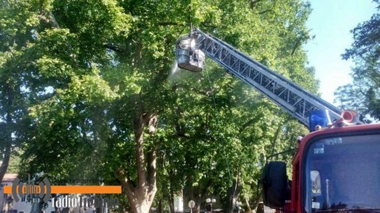 Сутра хемијска заштита платана