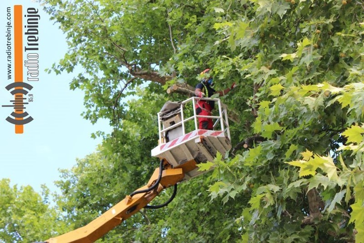Комунално: Сутра почиње вишедневно прскање липа и кестена