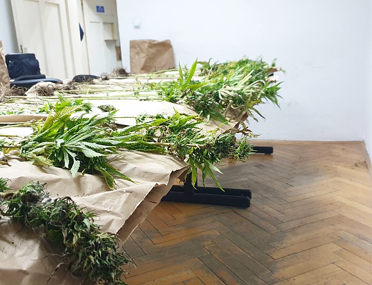 У Невесињу пронађена плантажа марихуане