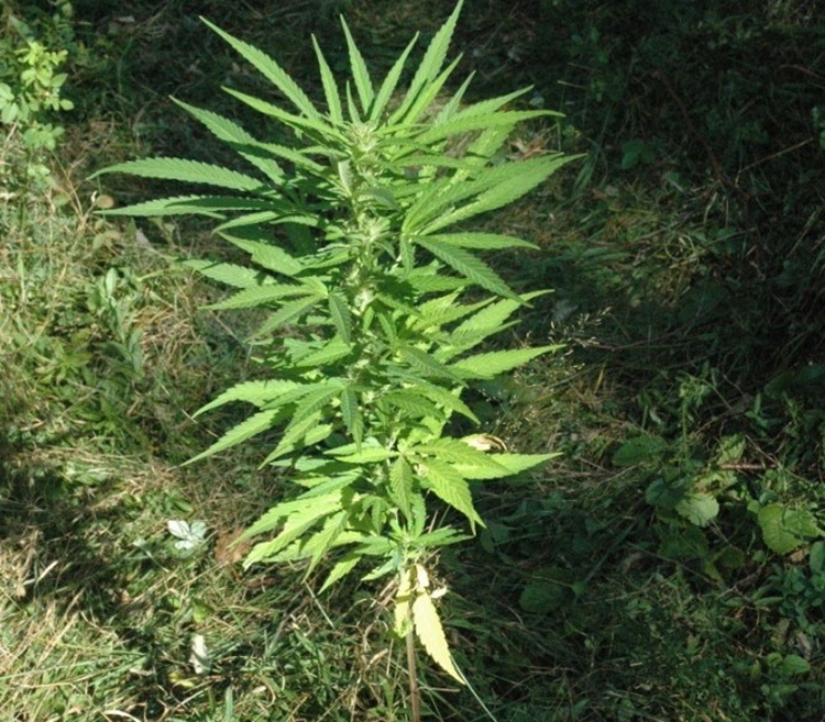 Невесиње: Нађен засад индијске конопље