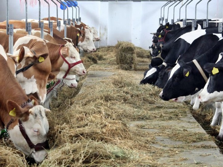 У Љубињу повећан број малих фарми (ВИДЕО)