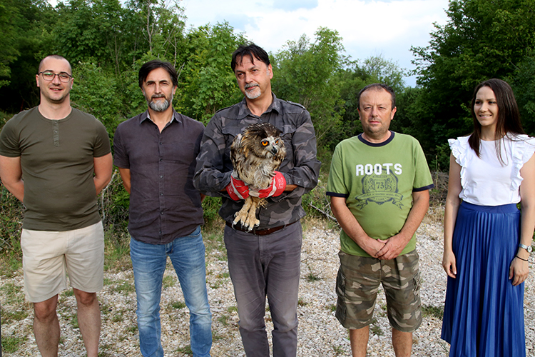 Сова ушара пуштена у природу након годину дана његе