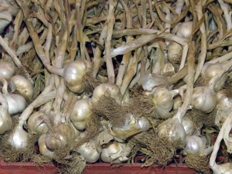 Суша и скупљи репроматеријал умањили род љубињског бијелог лука (ВИДЕО)
