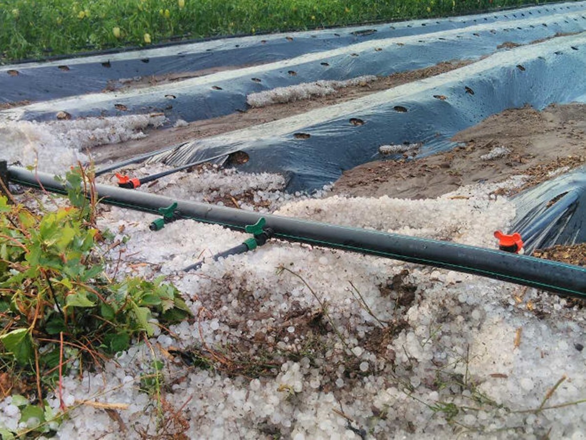 Лед у Дабарском пољу уништио усјеве поврћа