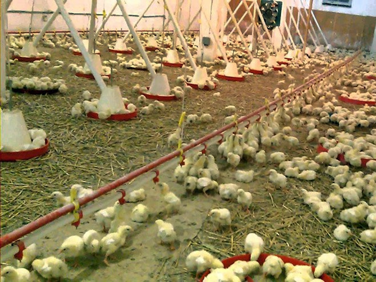 Љубиње: Упитан опстанак перадарске производње (ВИДЕО)