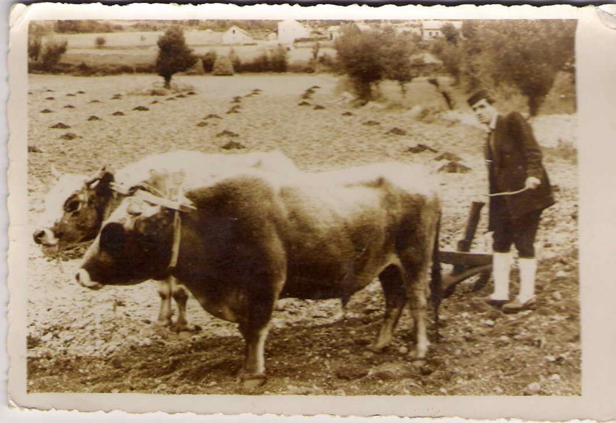 Iz zavicajnog dabarskog kraja polovinom proslog vijeka - iz arhive Gojka Grahovca.jpg (273 KB)