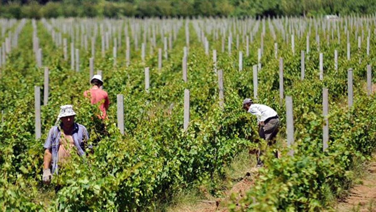Obavještenje: „Agrofin“ traži sezonske radnike