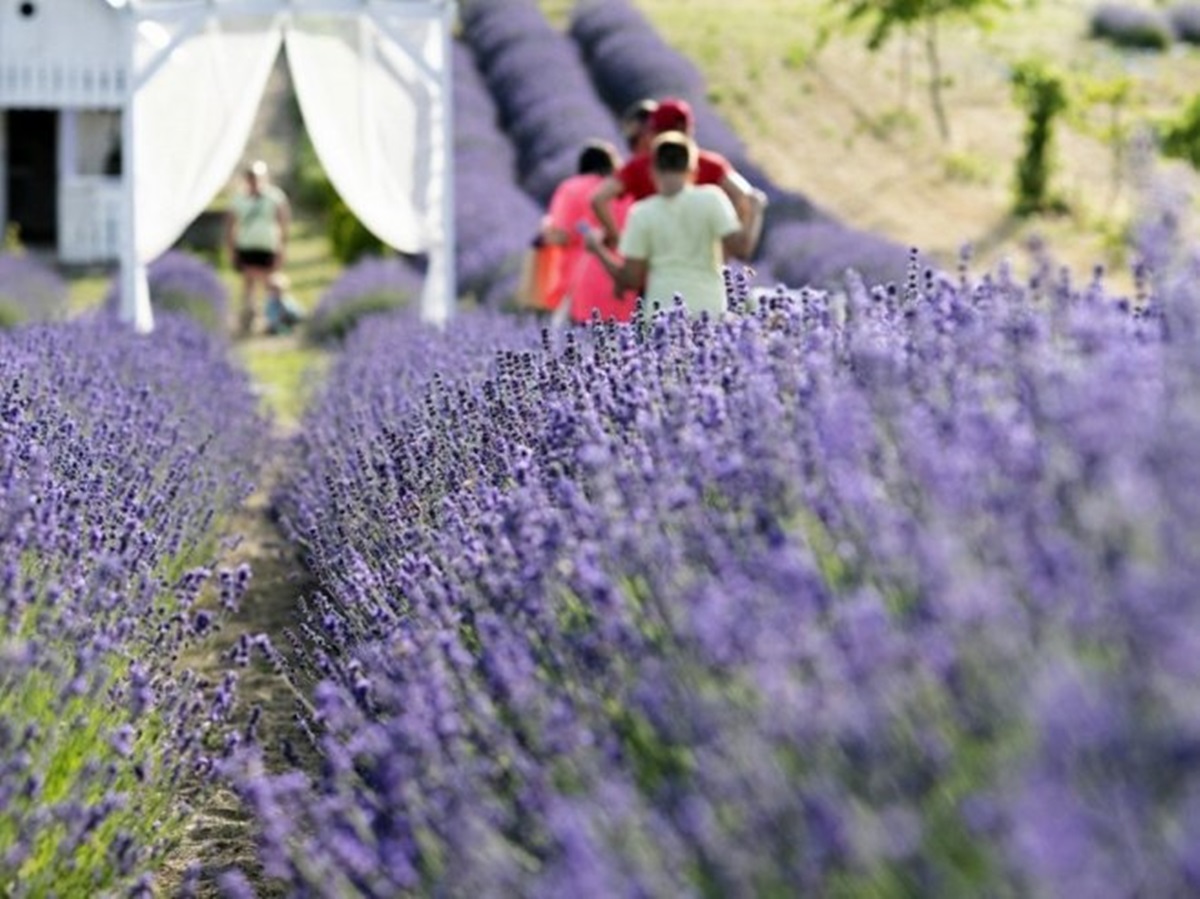 Žetva lavande u Ljubinjskom polju (VIDEO)