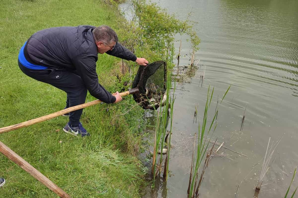 Jezero Alagovac poribljeno kalifornijskom pastrmkom